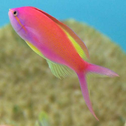 Nemanthias carberryi