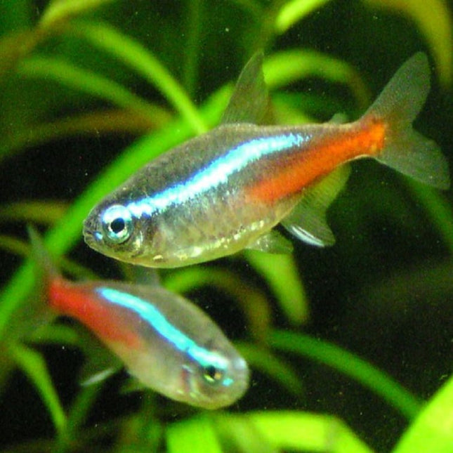 Tetra Neón o Paracheirodon innesi