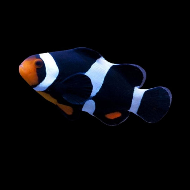 Pez Payaso Negro o Amphiprion ocellaris Black and White