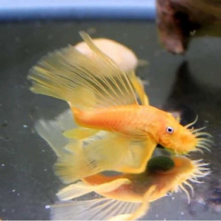 Ancistrus Oro Velo 3-4 cm