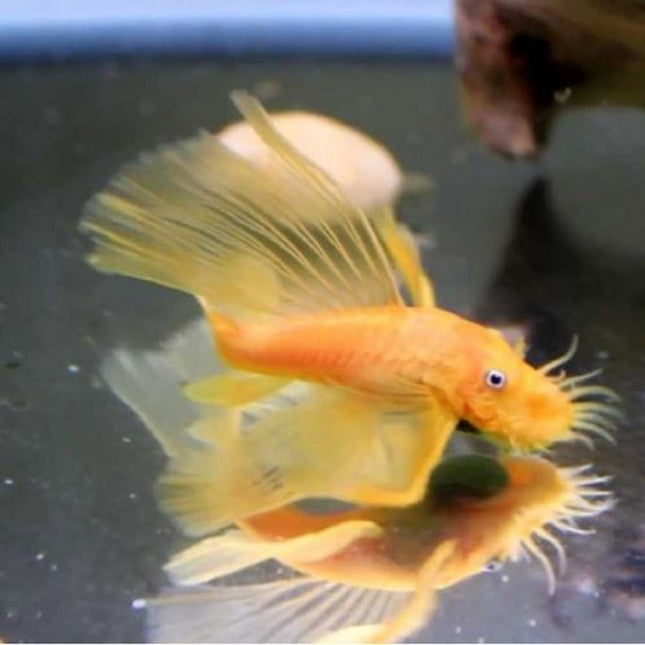 Ancistrus Oro Velo 3-4 cm