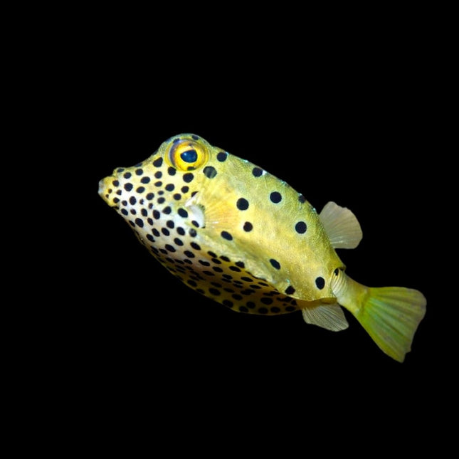 Ostracion cubicus