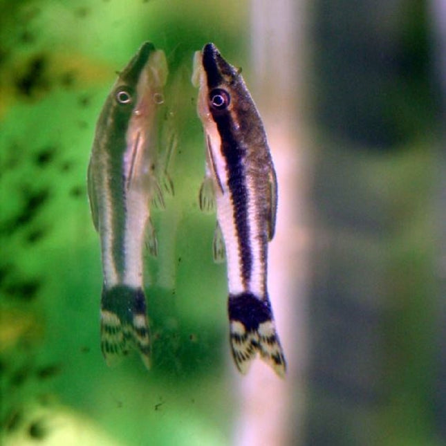 Otocinclus affinis