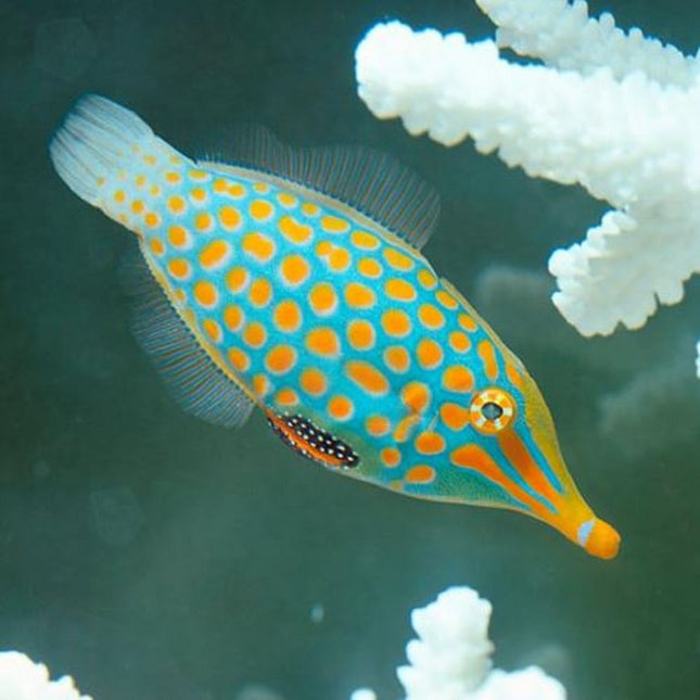 Oxymonacanthus longirostris