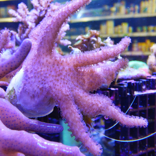 Sinularia Frag