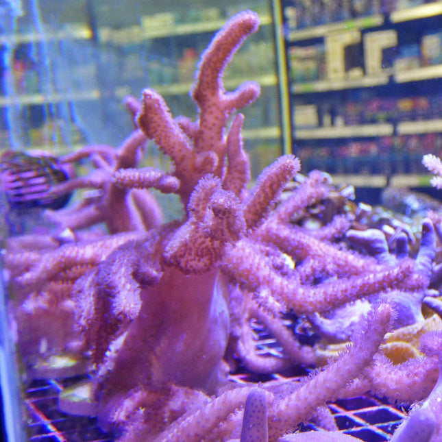 Sinularia Frag