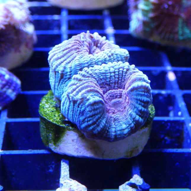 Goniastrea sp.