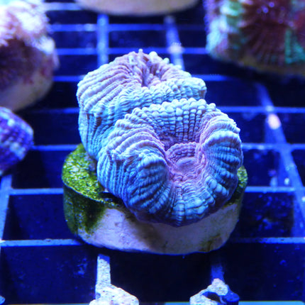 Goniastrea sp.