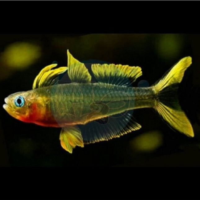 Popondeta furcata