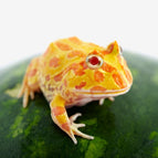 Amarilla