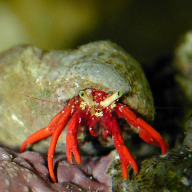 Paguristes cadenati