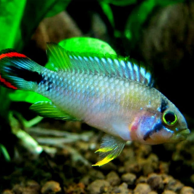 Ciclido Apistogramma panduro L