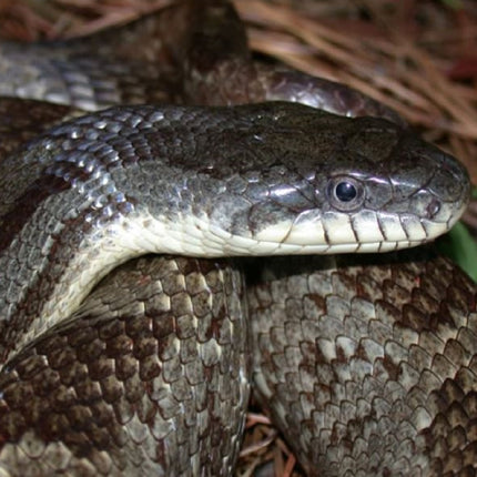 Serpiente del Maizal Obsoleta White Sided Pantherophis obsoletus