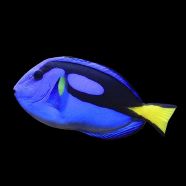 Pez Cirujano Azul o Paracanthurus hepatus