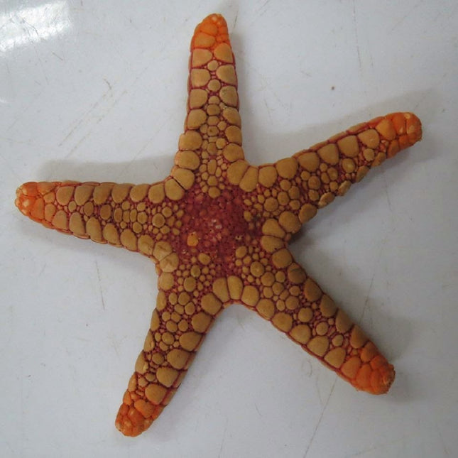 Estrella Paraferdina plakos