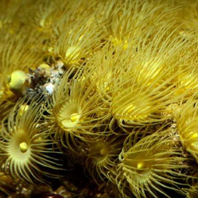 Parazoanthus gracilis ML