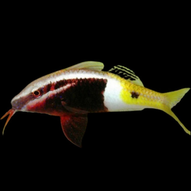 Parupeneus barberinoides