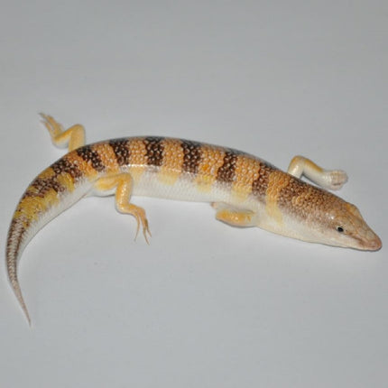 Pez de Arena Scincus scincus
