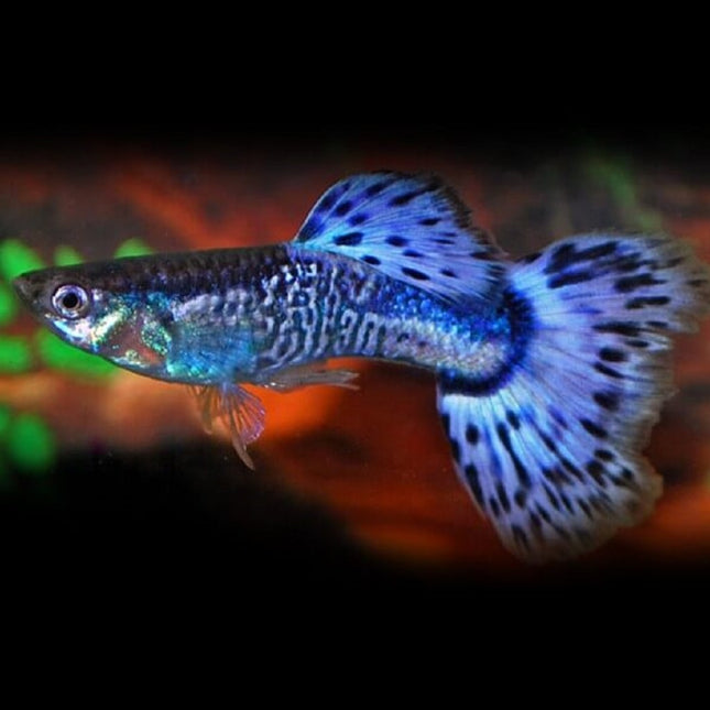 Guppy Piel de Serpiente Azul 3,5-4 cm (Pareja)