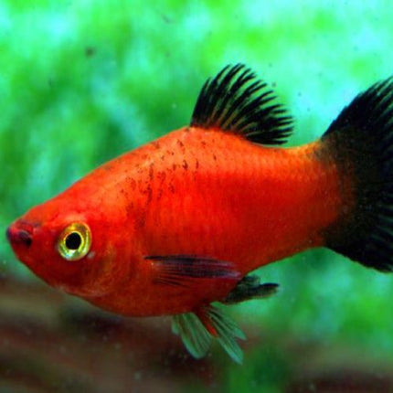 Platy Macho o Xiphophorus maculatus