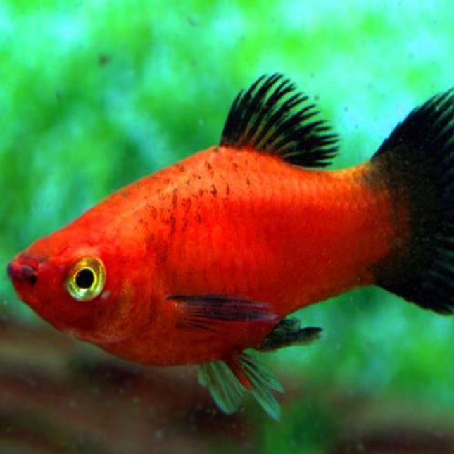 Platy Macho o Xiphophorus maculatus