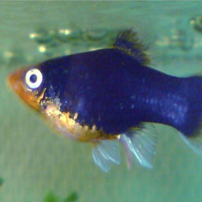 Platy Hembra o Xiphophorus maculatus