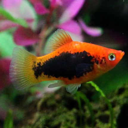Platy Macho o Xiphophorus maculatus