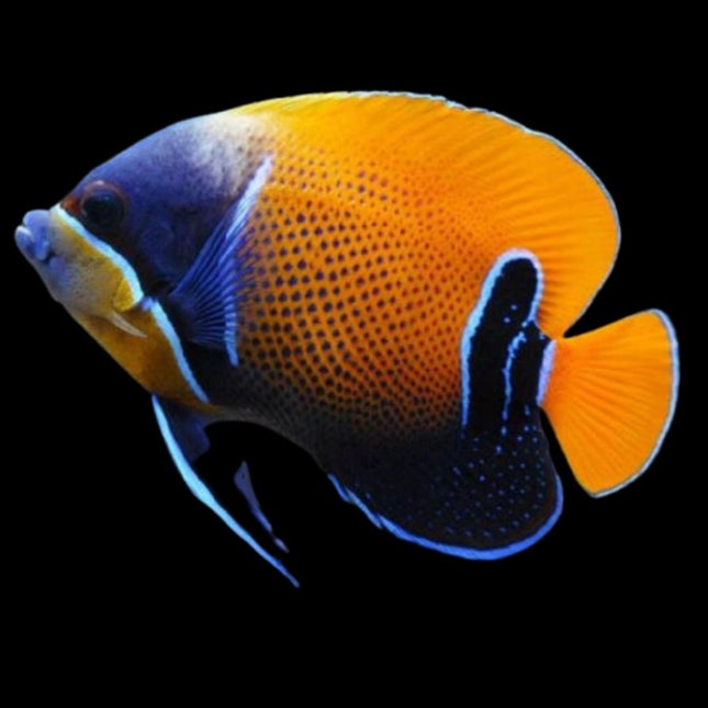 Pomacanthus navarchus