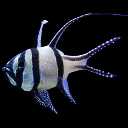 Cardenal de Banggai o Pterapogon kauderni S/M
