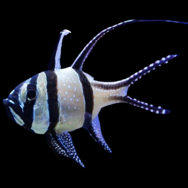 Cardenal de Banggai o Pterapogon kauderni S/M