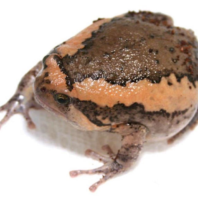Rana Globo Kaloula Pulchra