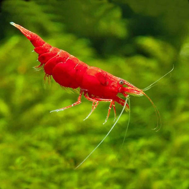 Gamba Neocaridina davidi var Red Fire