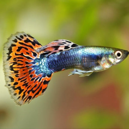 Guppy Dumbo Red Mosaico 3-4 cm (Pareja)