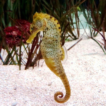 Hippocampus reidi