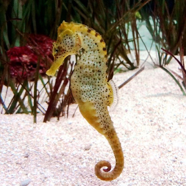 Hippocampus reidi