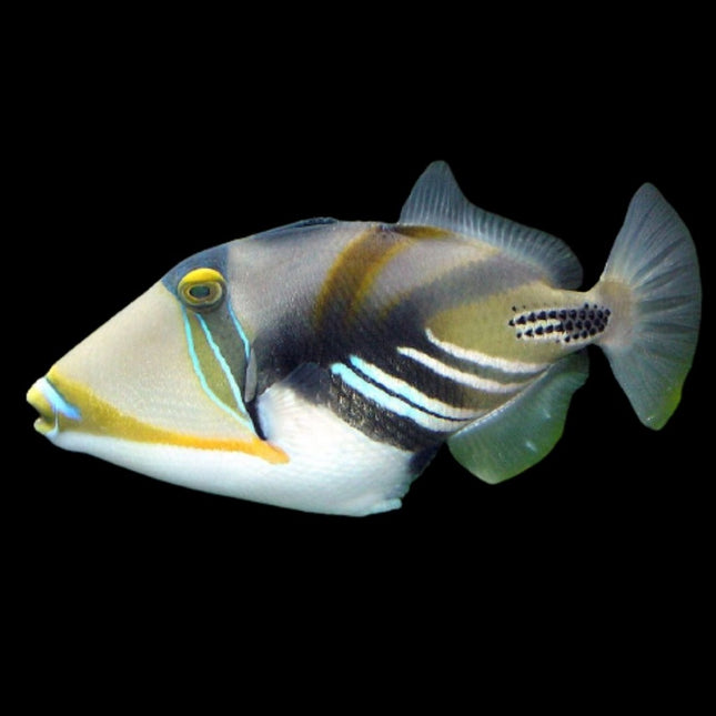Rhinecanthus aculeatus M