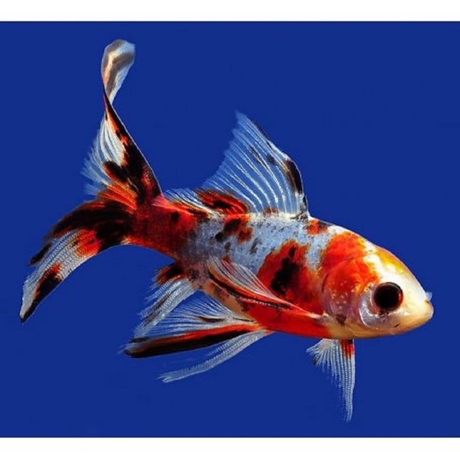 Shubunkin o Carassius auratus