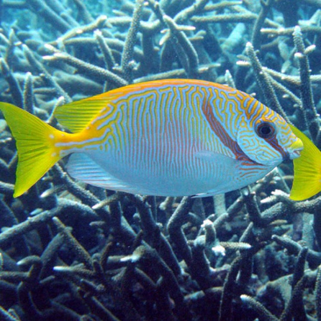 Siganus doliatus