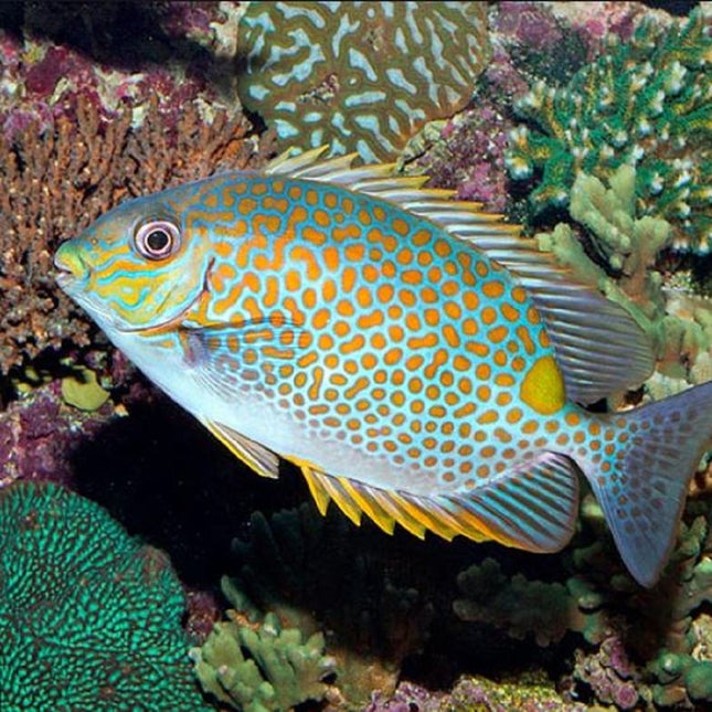 Siganus guttatus
