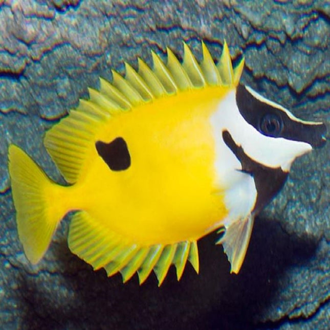Siganus unimaculatus TY