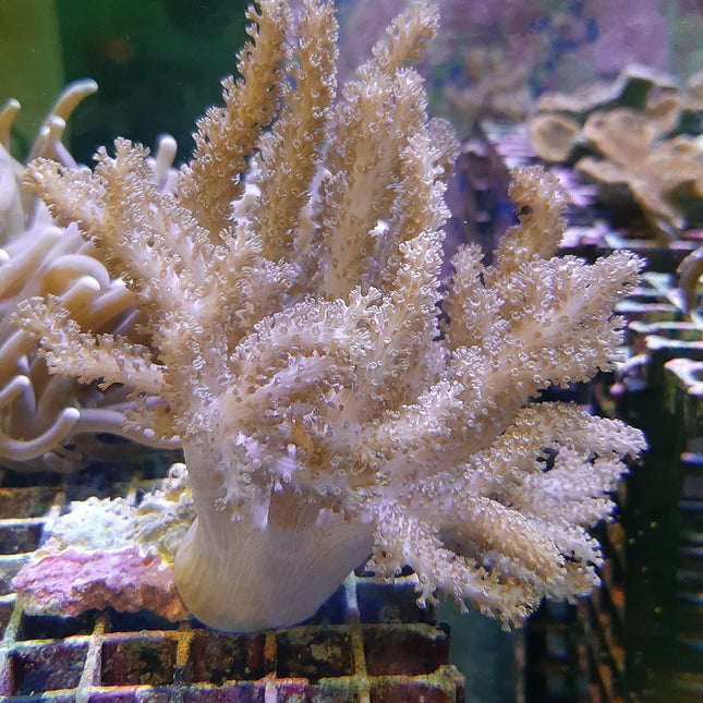 Cladiella