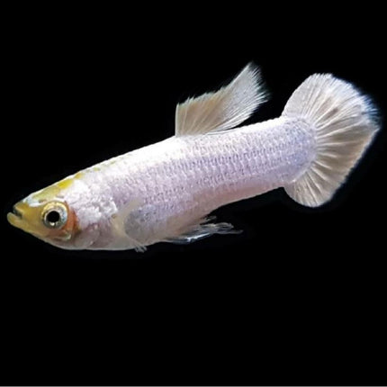 Guppy Macho Snow White 3,5-4 cm