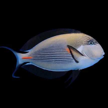 Pez Cirujano de Sohal o Acanthurus sohal ME