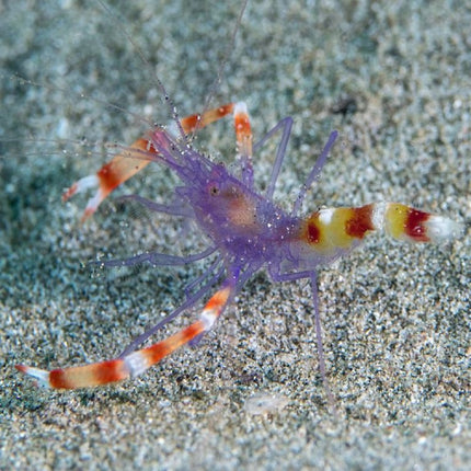 Stenopus tenuirostris