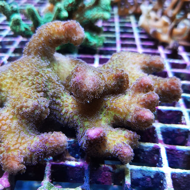 Stylophora pistillata XL