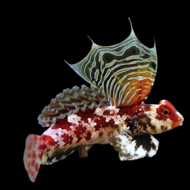 Synchiropus stellatus