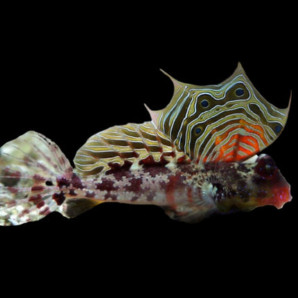 Synchiropus ocellatus