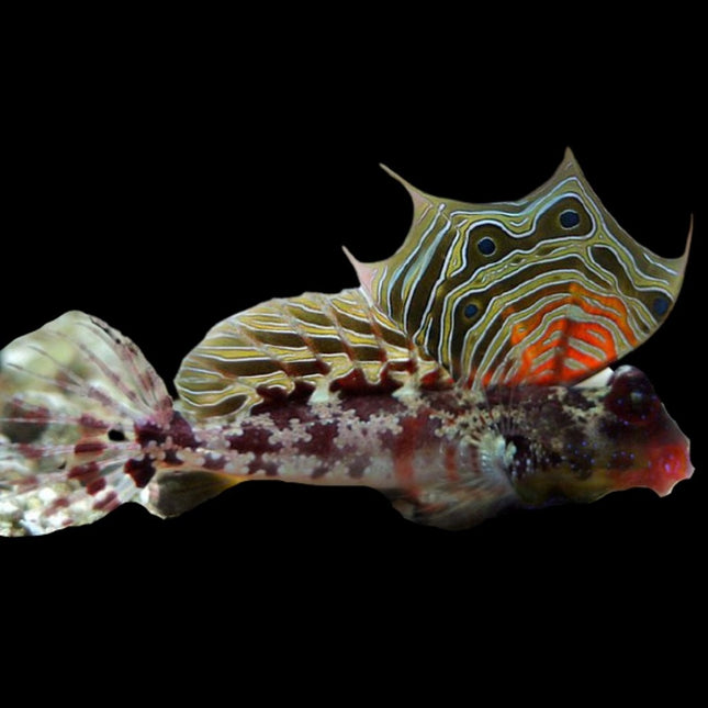 Synchiropus ocellatus