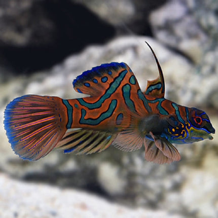Synchiropus splendidus Rojo o Gobio Mandarín Rojo