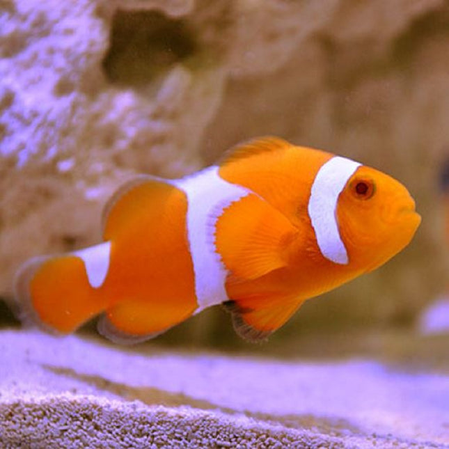 Amphiprion ocellaris Tangerine S/M